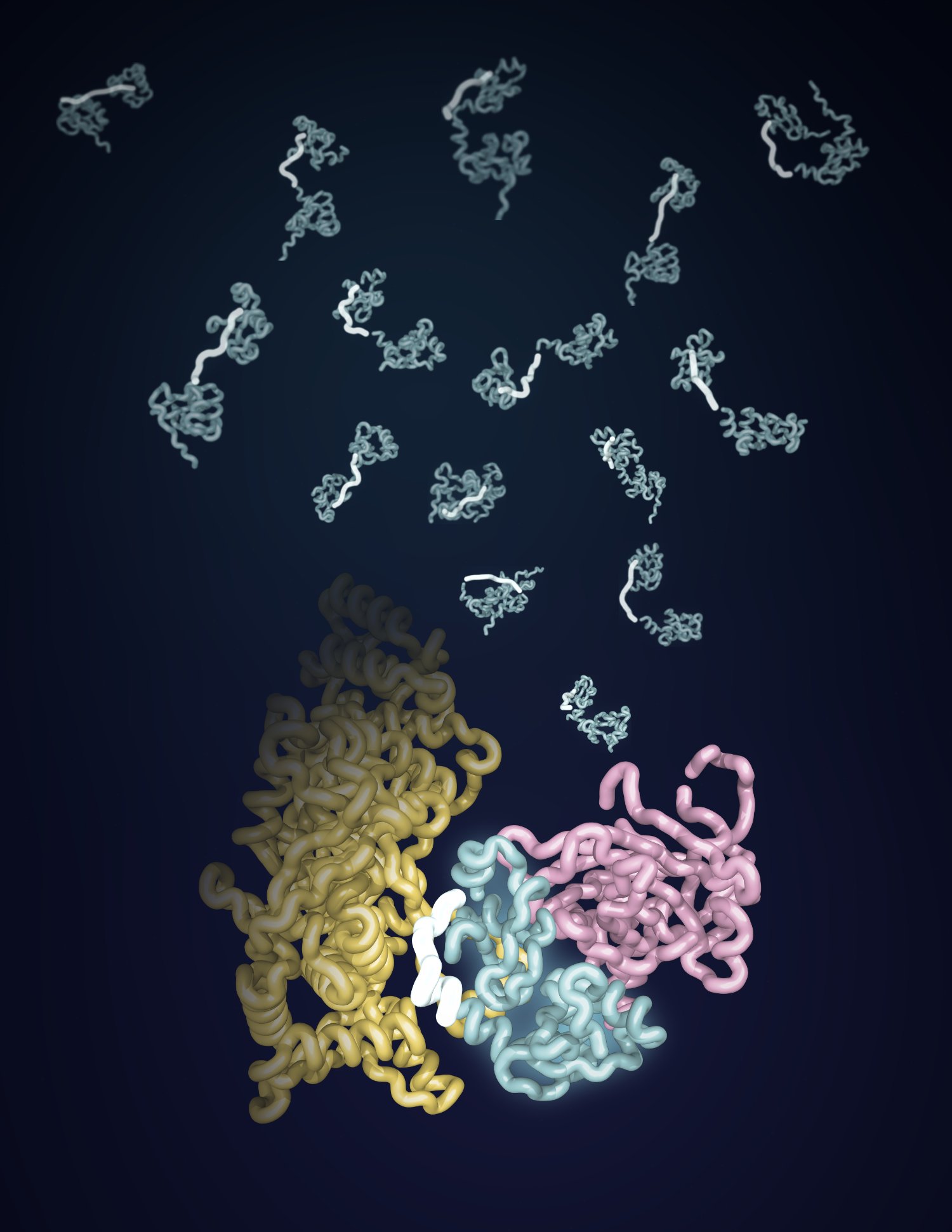Molecular dynamics of the LRP1–fibrinogen interaction